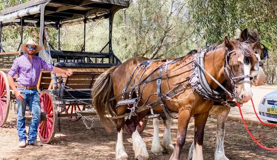 Horse-Drawn Carriage Hunter Valley Wine Tour thumbnail