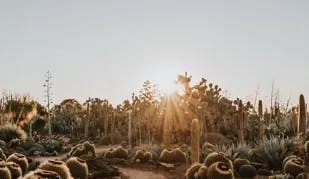 Stroll in the Gorgeous Cactus Gardens Together thumbnail