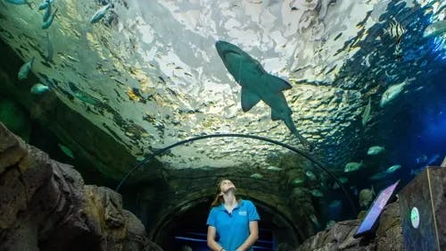 Romantic Fanta-sea Aquarium Tour thumbnail