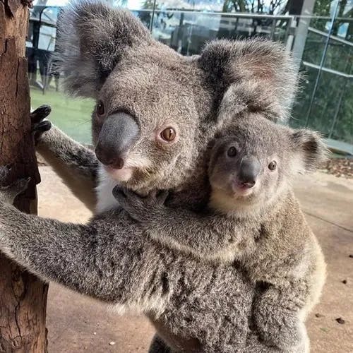 Visit Aussie Wildlife Icons in this Urban Oasis thumbnail