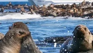 Scenic Phillip Island Seal-Watching Cruise thumbnail
